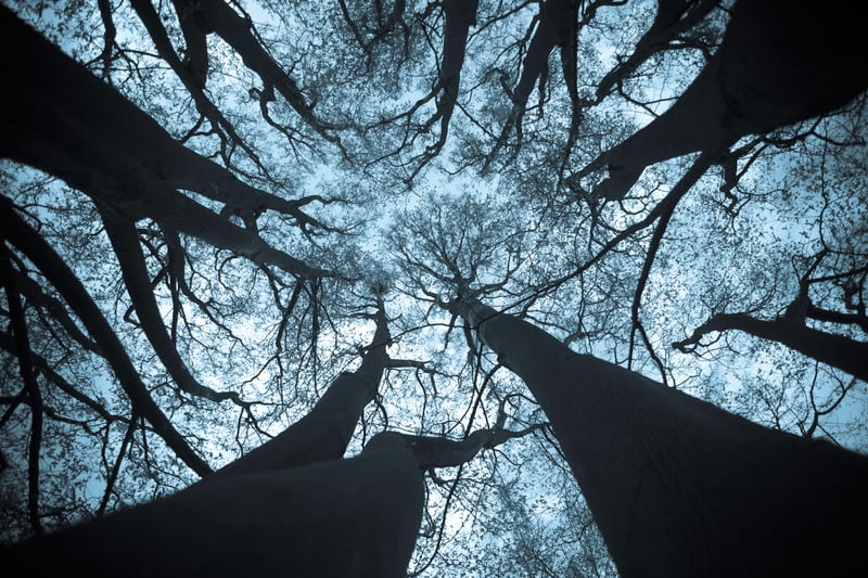 Vista hacia el cielo entre árboles, símbolo del miedo que da el bosque.