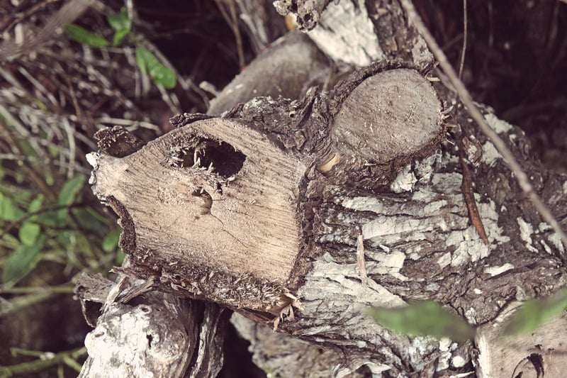 Tronco de árbol cuyo corte parece la cara de un animal, ejemplo natural de pareidolia.