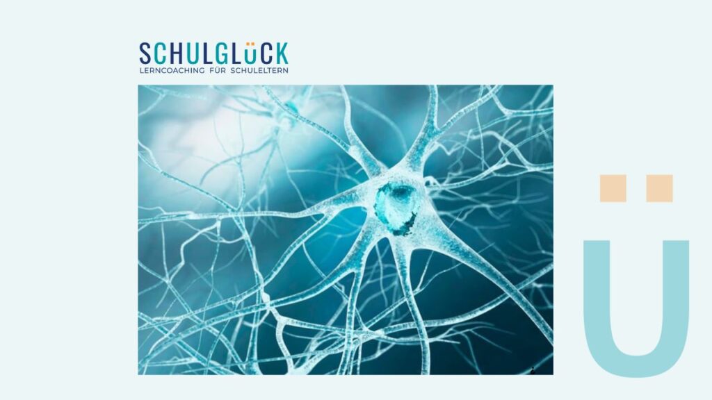 Ilustración de una neurona y sus conexiones, simbolizando cómo se forman los puentes mnemotécnicos en el cerebro.